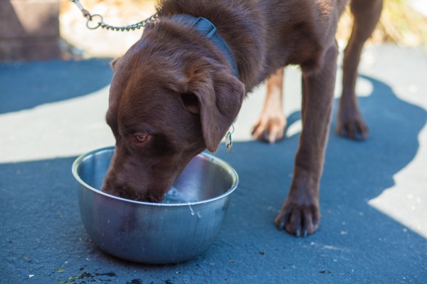 Thirsty dog!